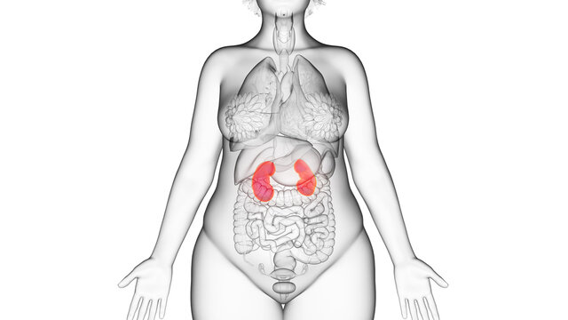 3d rendered illustration of an obese womans kidneys