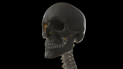 3d rendered illustration of the human skull