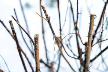 branches in winter