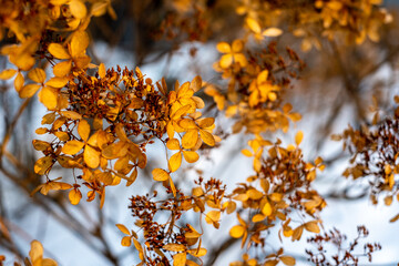 autumn leaves on the tree