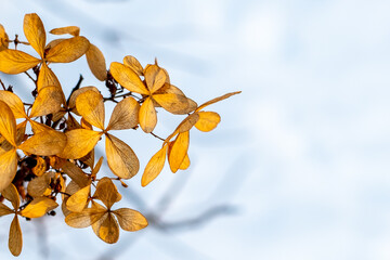 leaves closeup on a background of snow