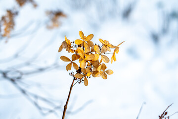 yellow flowers on the snow
