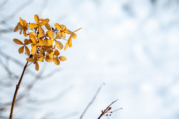 bright leaves in winter