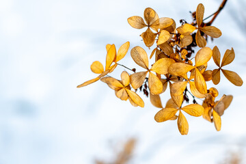 autumn golden leaves in winter