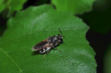 Insects inhabiting wild plants