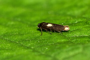 Insects inhabiting wild plants