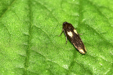 Insects inhabiting wild plants