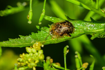 Insects inhabiting wild plants