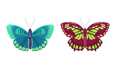 Fluttering Tropical Butterfly with Brightly Coloured Wings Vector Illustration Set.