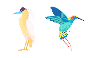 Tropical Bird with Bright Feathers Vector Illustration Set