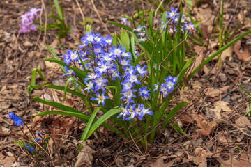 spring crocus flowers