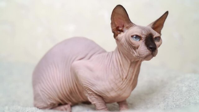 Canadian Sphynx. cat breed without hair. hypoallergenic pet. 