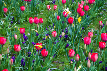 red and yellow tulips