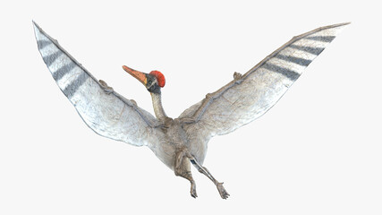 3d rendered illustration of a Pterodactyl © Sebastian Kaulitzki