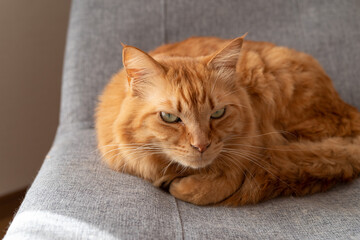 くつろぐ猫　茶トラ猫