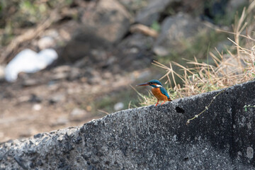 The common kingfisher (Alcedo atthis)the Eurasian kingfisher, and river kingfisher, is a small...
