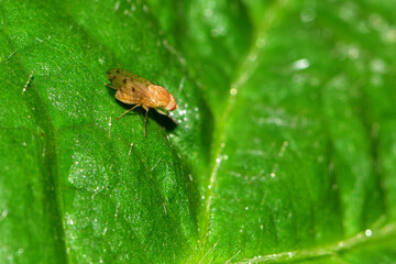 Insect-eating insects inhabiting wild plants