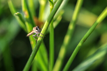 Insect-eating insects inhabiting wild plants