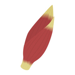 みょうがのイラスト