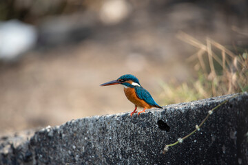 The common kingfisher (Alcedo atthis)the Eurasian kingfisher, and river kingfisher, is a small...
