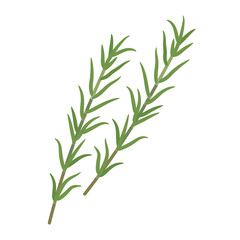 ローズマリーのイラスト