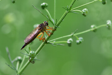 Insect-eating insects inhabiting wild plants