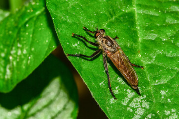 Insect-eating insects inhabiting wild plants