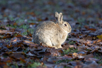 Small Brown Rabbit Standing outside