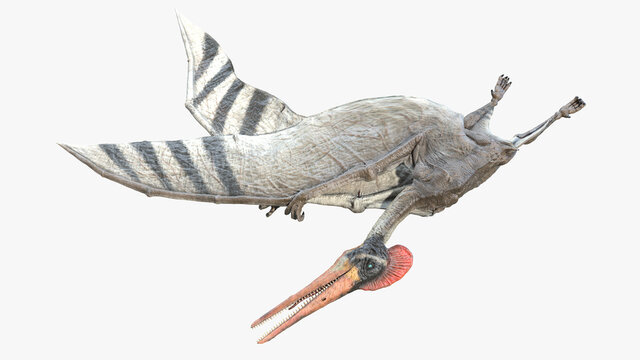 3d rendered illustration of a Pterodactyl