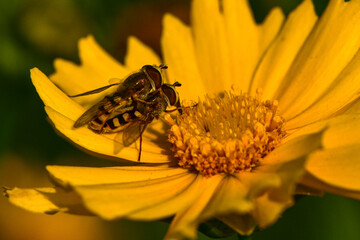 Insects inhabiting wild plants