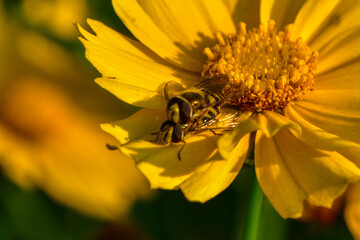 Insects inhabiting wild plants