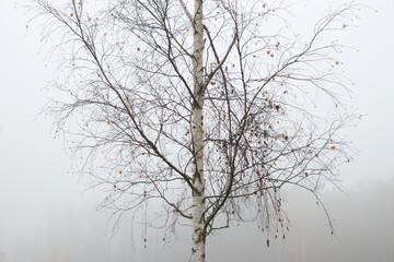 Close up of bare birch tree at foggy feather.