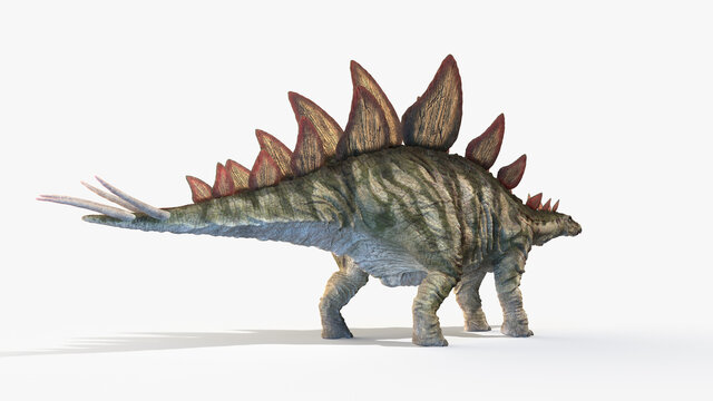 3d rendered illustration of a Stegosaurus