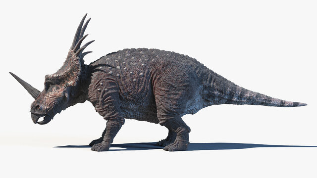 3d rendered illustration of a Styracosaurus