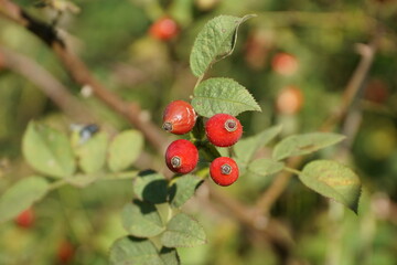 Fototapeta premium Hagebutte