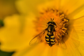 Insects inhabiting wild plants: Aphidophilae