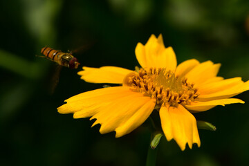 Insects inhabiting wild plants: Aphidophilae