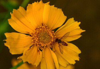 Insects inhabiting wild plants: Aphidophilae