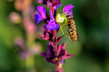 Insects inhabiting wild plants: Aphidophilae