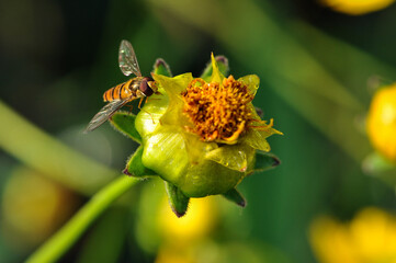 Insects inhabiting wild plants: Aphidophilae