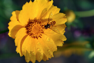 Insects inhabiting wild plants: Aphidophilae