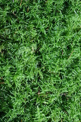 Moosbedeckter Waldboden