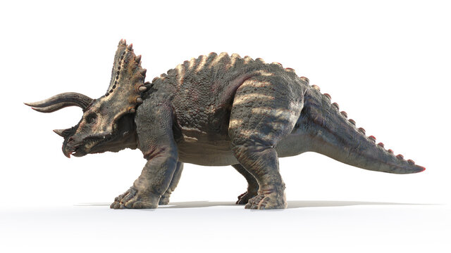 3d rendered illustration of Triceratops