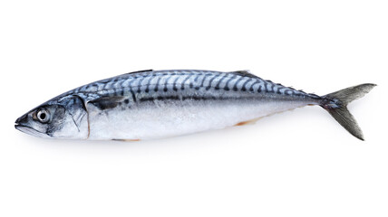 Mackerel fish isolated on white background. Fresh seafood. With clipping path.