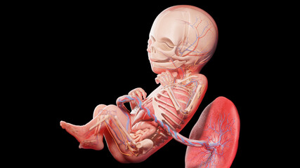 3d rendered illustration of a human fetus - week 18