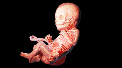 3d rendered illustration of a human fetus - week 22