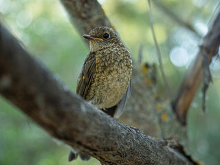 Polluelo Petirrojo Europeo 1