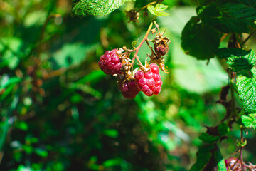 raspberries