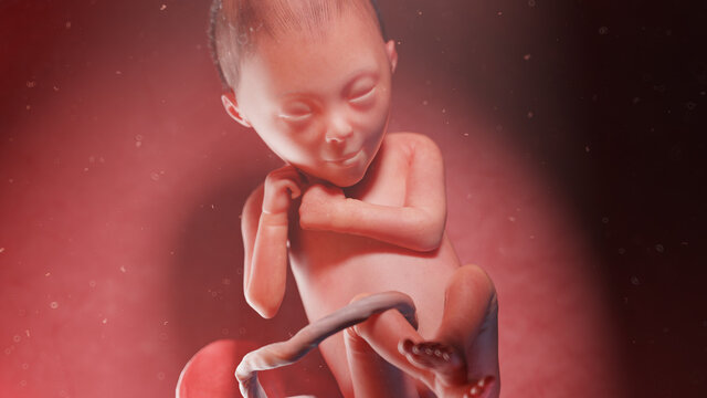 3d rendered illustration of a human fetus - week 24