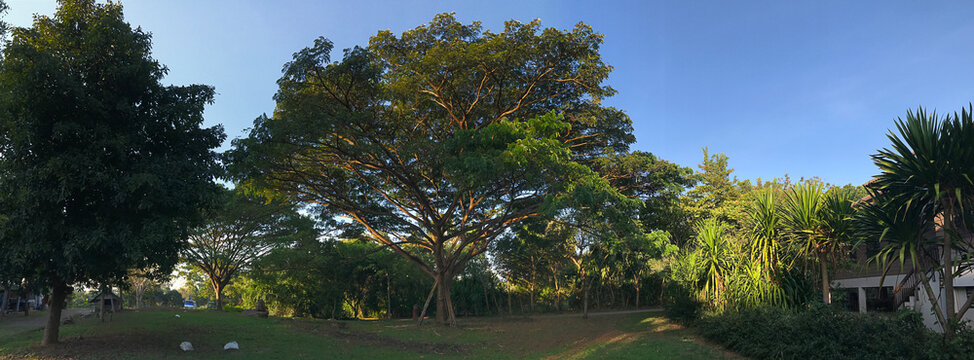 Samanea saman or Rain tree or Monkey pod tree in Thailand.